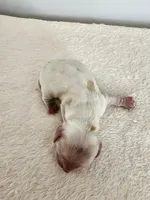 Milo, a male Cocker Spaniel for sale in Louisburg, NC – Photo 9 of 10