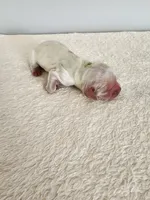 Milo, a male Cocker Spaniel for sale in Louisburg, NC – Photo 8 of 10