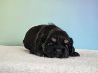 Paxton , a male Cocker Spaniel for sale in Louisburg, NC – 2 of 8