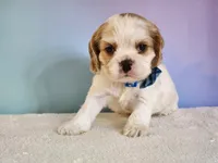 Milo, a male Cocker Spaniel for sale in Louisburg, NC – 10 of 10