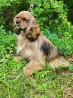 Logan, a male Cocker Spaniel for sale in Louisburg, NC – 2 of 5