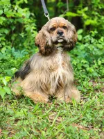Logan, a male Cocker Spaniel for sale in Louisburg, NC – 4 of 5