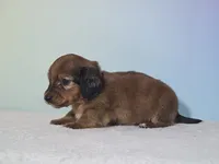 Missy, a female Miniature Dachshund for sale in Louisburg, NC – 2 of 7