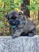 Gwen, a female German Shepherd Dog for sale in Louisburg, NC – Photo 3 of 8
