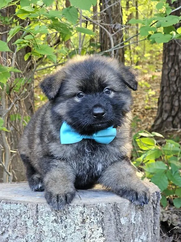 Gwen – German Shepherd Dog puppy for sale in Louisburg, NC