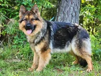 Gwen, a female German Shepherd Dog for sale in Louisburg, NC – Photo 6 of 8