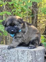 Gwen, a female German Shepherd Dog for sale in Louisburg, NC – Photo 2 of 8