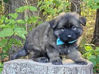 Gwen, a female German Shepherd Dog for sale in Louisburg, NC – Photo 4 of 8