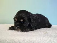 Paris, a female Cocker Spaniel for sale in Louisburg, NC – 6 of 8