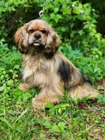 Logan, a male Cocker Spaniel for sale in Louisburg, NC – 5 of 5
