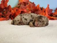 Royal, a male Cockapoo for sale in Louisburg, NC – 2 of 6