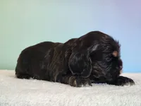 Paris, a female Cocker Spaniel for sale in Louisburg, NC – 5 of 8
