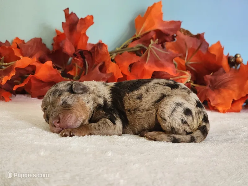 Royal – Cockapoo puppy for sale in Louisburg, NC