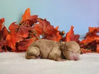 Reba, a female Cockapoo for sale in Louisburg, NC – 6 of 7