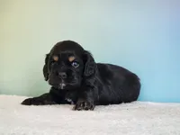 Paxton , a male Cocker Spaniel for sale in Louisburg, NC – 3 of 8