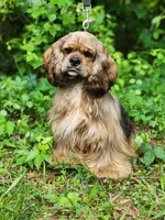 Logan, a male Cocker Spaniel for sale in Louisburg, NC – 3 of 5