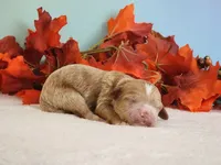 River, a male Cockapoo for sale in Louisburg, NC – 5 of 7