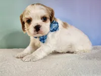 Milo, a male Cocker Spaniel for sale in Louisburg, NC – 5 of 10