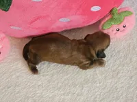 Strawberry, a female Miniature Dachshund for sale in Louisburg, NC – 3 of 9