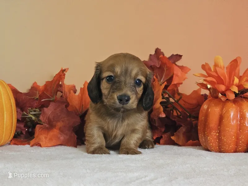 Strawberry – Miniature Dachshund puppy for sale in Louisburg, NC