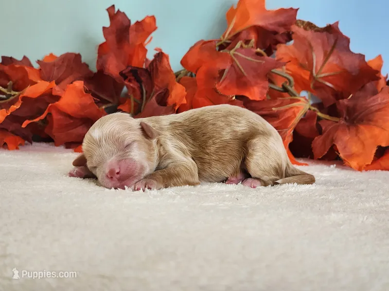 Rose – Cockapoo puppy for sale in Louisburg, NC