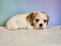 Milo, a male Cocker Spaniel for sale in Louisburg, NC – 7 of 10