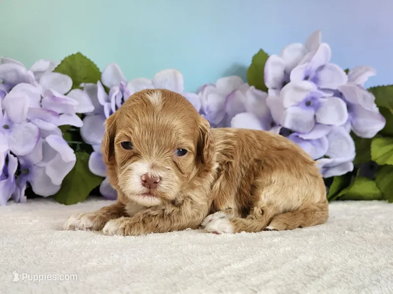 Rose – Cockapoo puppy for sale in Louisburg, NC