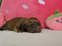 Strawberry, a female Miniature Dachshund for sale in Louisburg, NC – 7 of 9