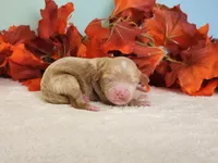 Rose, a female Cockapoo for sale in Louisburg, NC – 3 of 8
