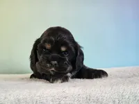 Paris, a female Cocker Spaniel for sale in Louisburg, NC – 8 of 8