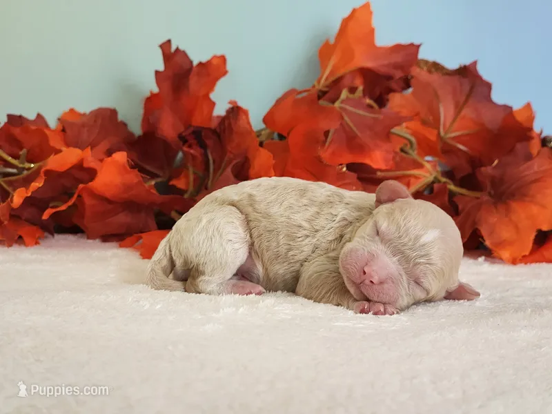 Raya – Cockapoo puppy for sale in Louisburg, NC