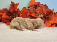 Rose, a female Cockapoo for sale in Louisburg, NC – 4 of 8