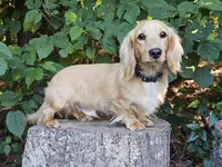 Strawberry, a female Miniature Dachshund for sale in Louisburg, NC – 9 of 9