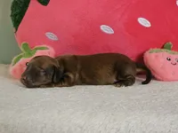 Strawberry, a female Miniature Dachshund for sale in Louisburg, NC – 2 of 9