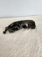 Merlin, a male Cocker Spaniel for sale in Louisburg, NC – Photo 9 of 10