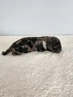 Merlin, a male Cocker Spaniel for sale in Louisburg, NC – Photo 2 of 10