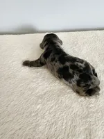 Merlin, a male Cocker Spaniel for sale in Louisburg, NC – Photo 6 of 10