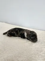 Merlin, a male Cocker Spaniel for sale in Louisburg, NC – Photo 5 of 10