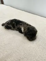 Merlin, a male Cocker Spaniel for sale in Louisburg, NC – Photo 7 of 10