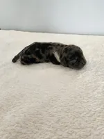 Merlin, a male Cocker Spaniel for sale in Louisburg, NC – Photo 10 of 10