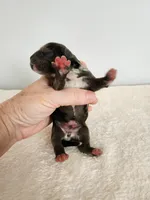 Merlin, a male Cocker Spaniel for sale in Louisburg, NC – Photo 3 of 10