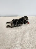 Merlin, a male Cocker Spaniel for sale in Louisburg, NC – Photo 8 of 10