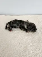 Merlin, a male Cocker Spaniel for sale in Louisburg, NC – Photo 1 of 10