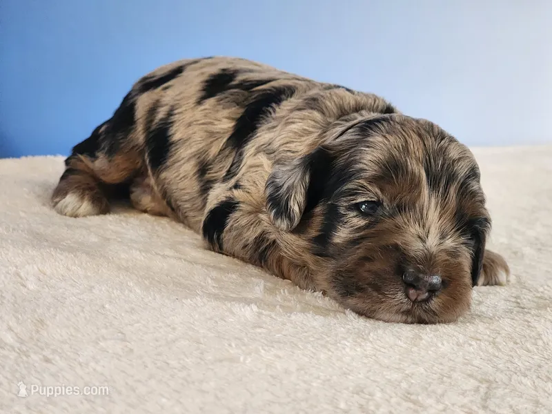 Oscar – Cockapoo puppy for sale in Louisburg, NC