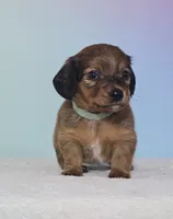 Missy, a female Miniature Dachshund for sale in Louisburg, NC – 4 of 7