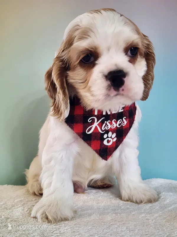 Milo – Cocker Spaniel puppy for sale in Louisburg, NC