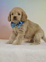 Leon, a male Cockapoo for sale in Louisburg, NC – 2 of 7