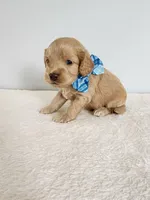 Leon, a male Cockapoo for sale in Louisburg, NC – Photo 3 of 10