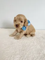 Leon, a male Cockapoo for sale in Louisburg, NC – Photo 5 of 10