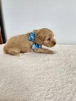 Leon, a male Cockapoo for sale in Louisburg, NC – Photo 8 of 10